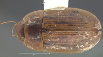 Media type: image;   Entomology 101 Aspect: habitus dorsal view